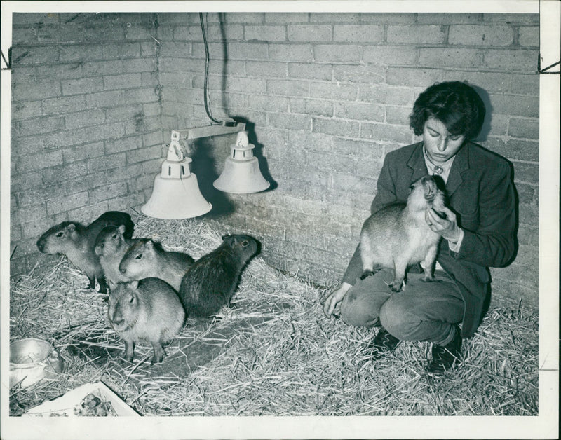 Animal: Capybaras - Vintage Photograph