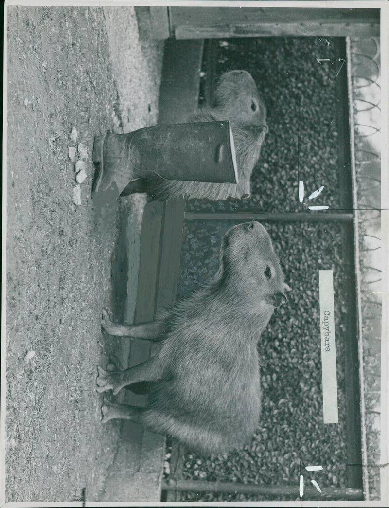 Animal: Capybaras - Vintage Photograph