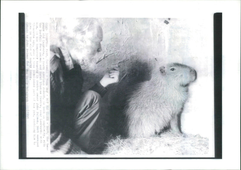 Animal: Capybaras - Vintage Photograph