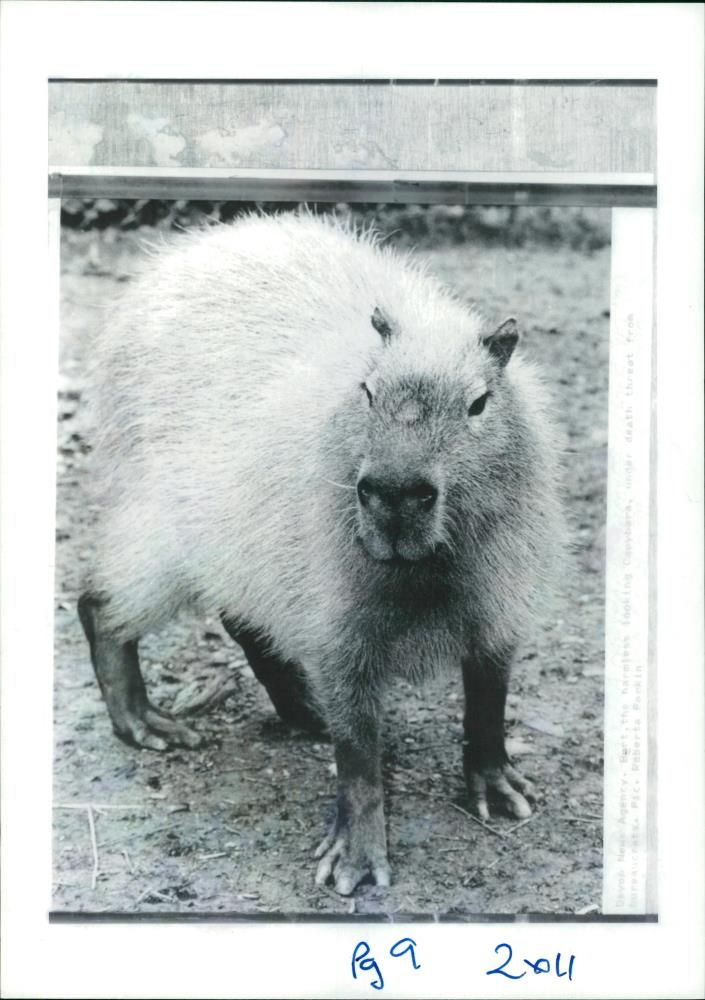 Animal: Capybaras - Vintage Photograph