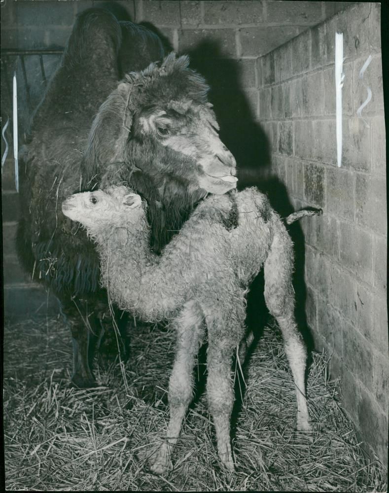 Animal: Camel - Vintage Photograph