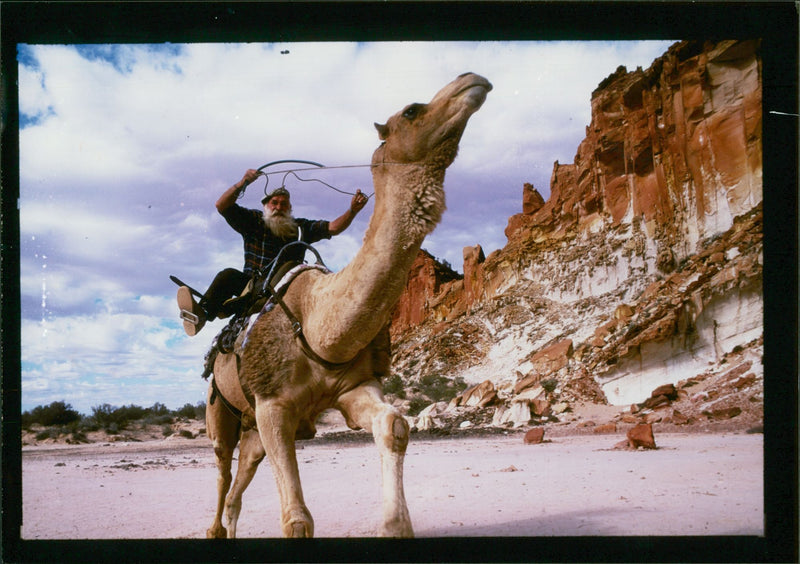 Animal: Camel - Vintage Photograph