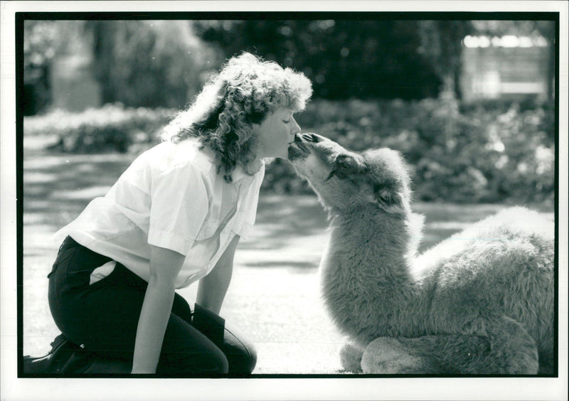 Animal: Camel - Vintage Photograph