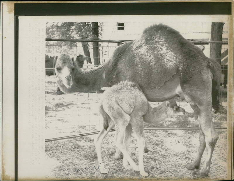 Animal: Camel - Vintage Photograph