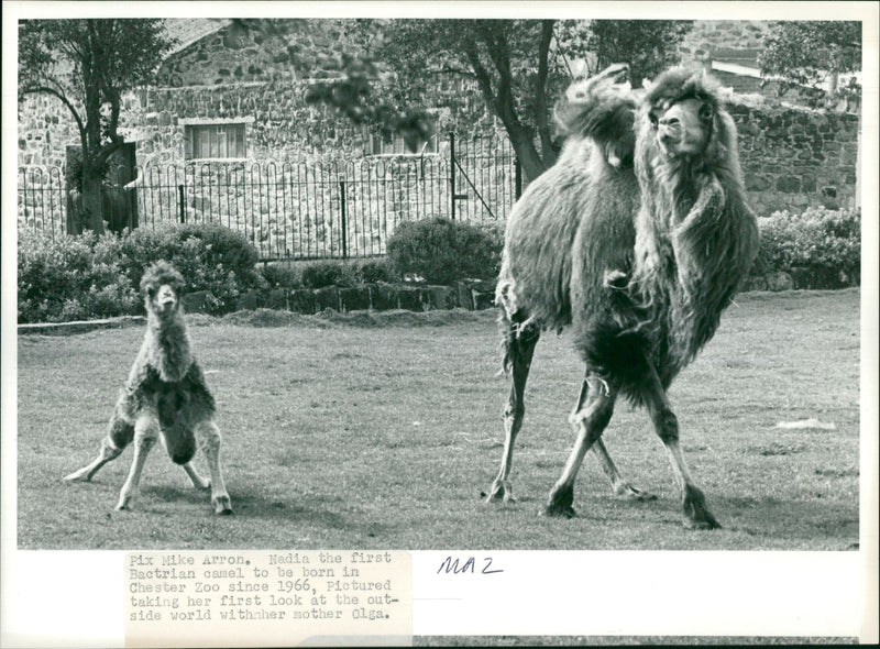 Animal: Camel - Vintage Photograph