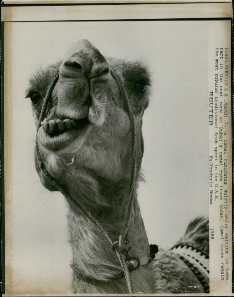 Animal: Camel - Vintage Photograph