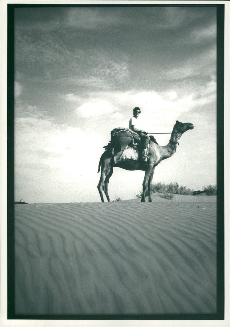 Animal: Camel - Vintage Photograph