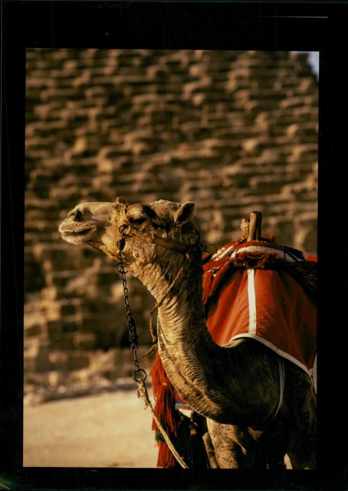 Animal: Camel - Vintage Photograph