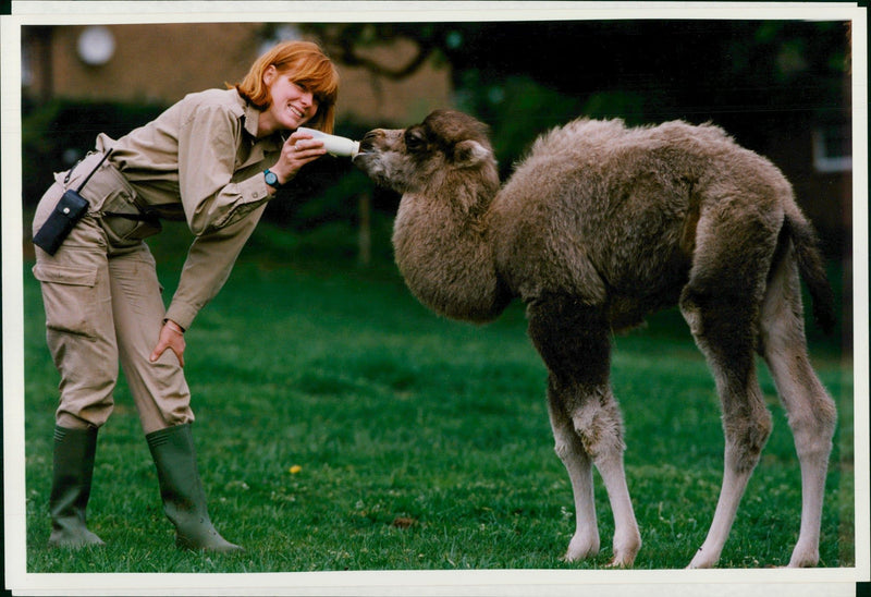 Animal: Camel - Vintage Photograph