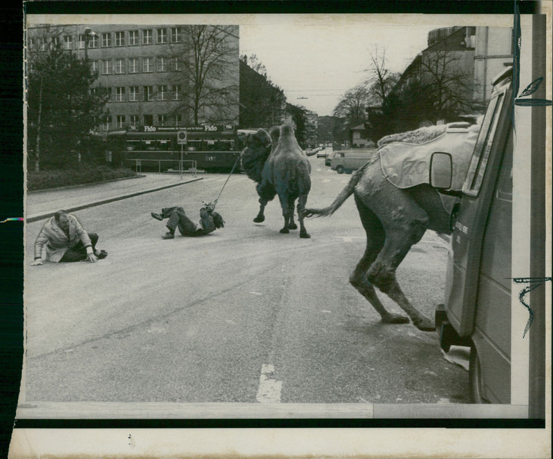 Animal: Camel - Vintage Photograph