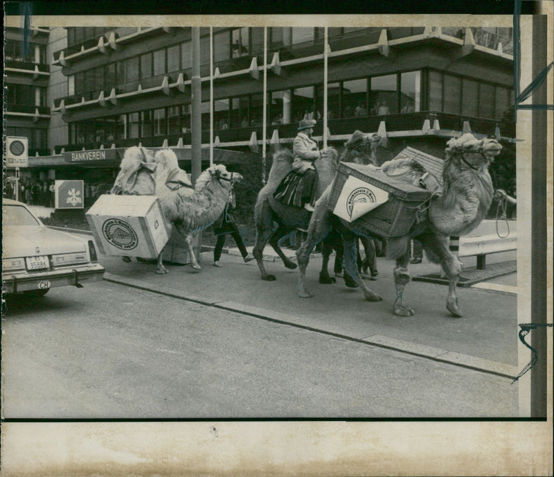 Animal: Camel - Vintage Photograph