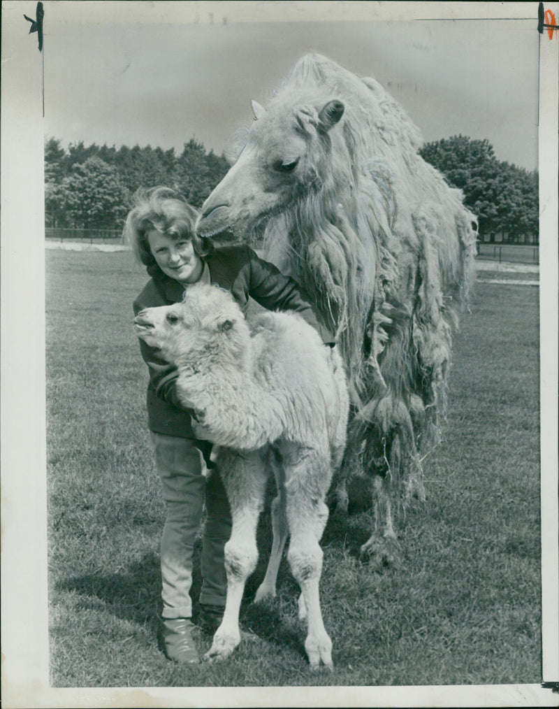 Animal: Camel - Vintage Photograph