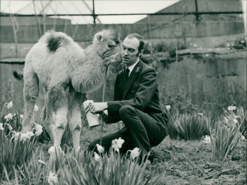 Animal: Camel - Vintage Photograph