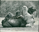 Animal: Camel - Vintage Photograph