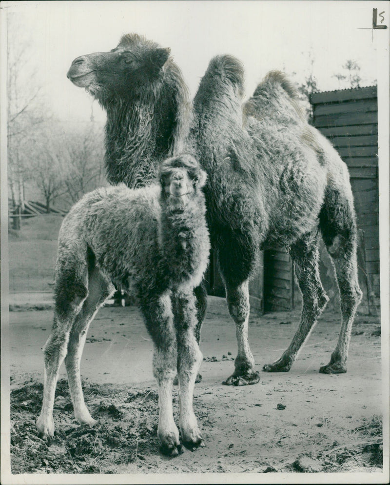 Animal: Camel - Vintage Photograph