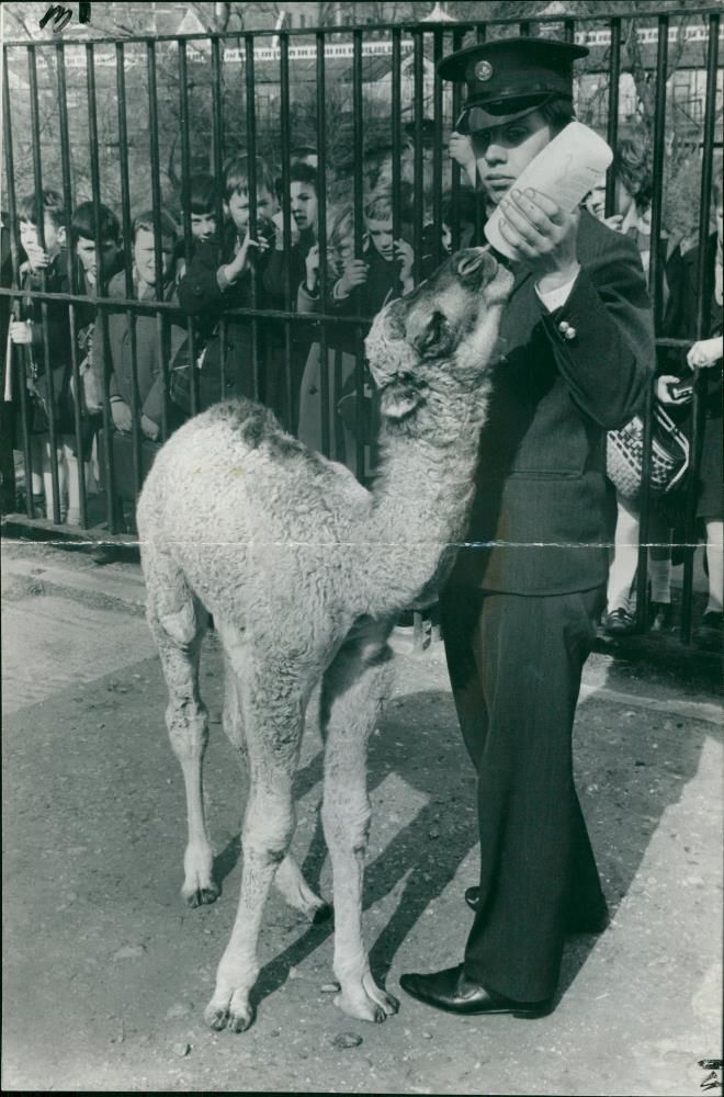 Animal: Camel - Vintage Photograph