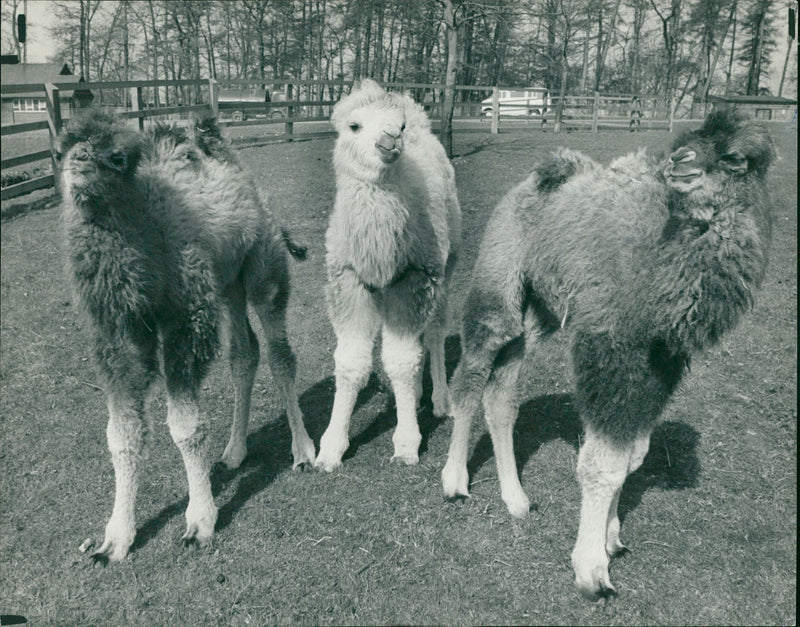 Animal: Camel - Vintage Photograph