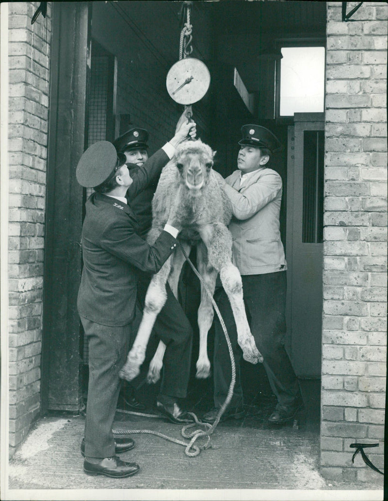 Animal: Camel - Vintage Photograph