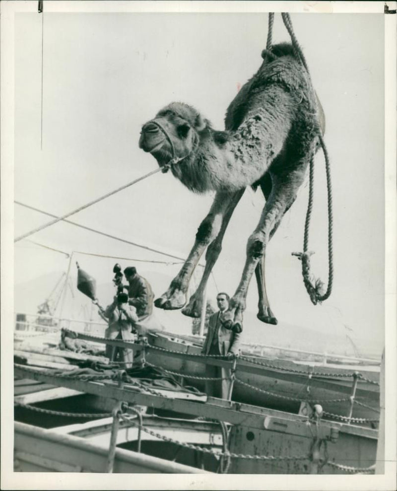 Animal: Camel - Vintage Photograph