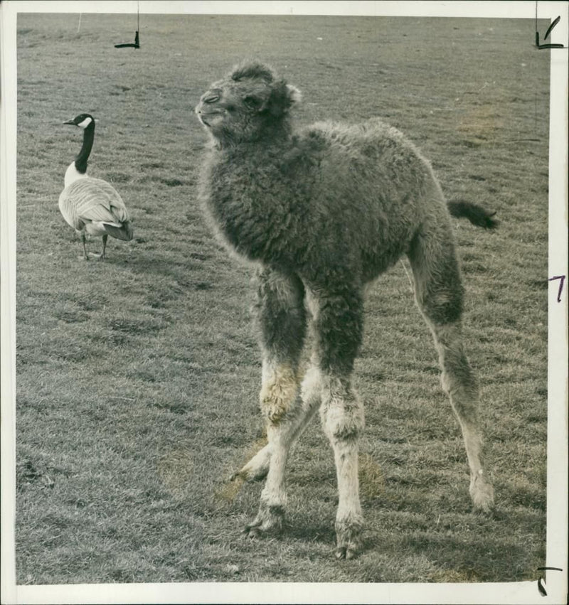 Animal: Camel - Vintage Photograph