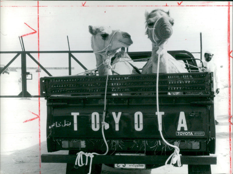 Animal: Camel - Vintage Photograph