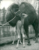 Animal Camel: - Vintage Photograph