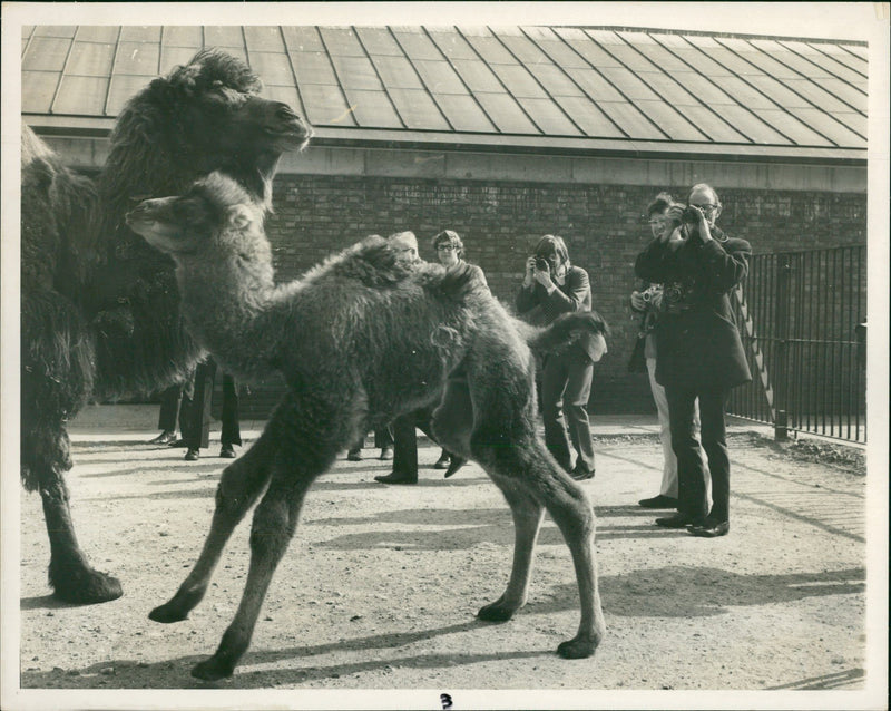 Animal Camel: - Vintage Photograph