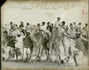 Animal Camel: - Vintage Photograph