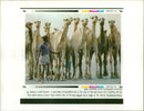 Animal Camel: - Vintage Photograph