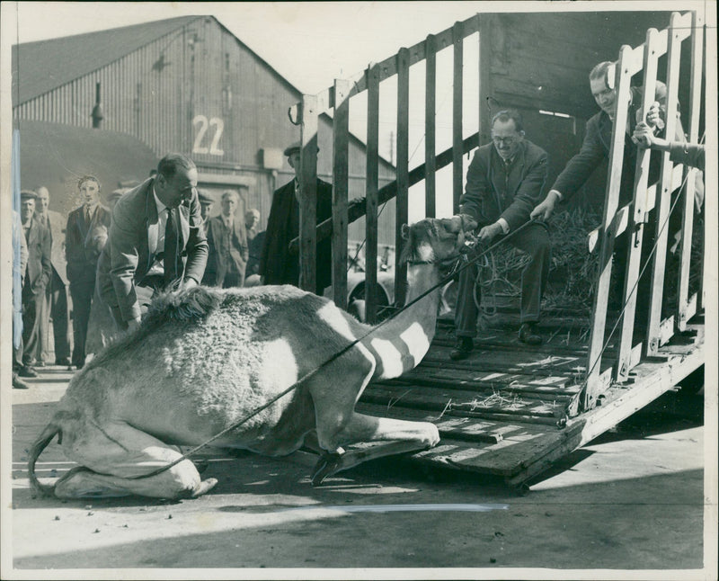 Animal Camel: - Vintage Photograph