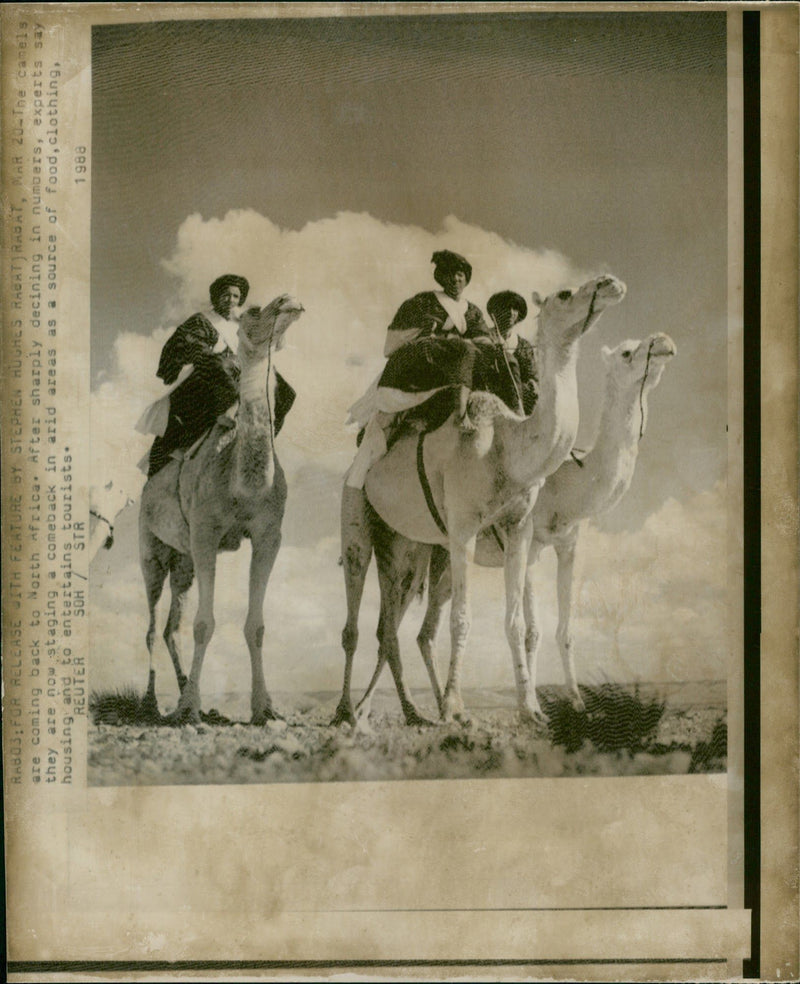 Animal Camel: - Vintage Photograph