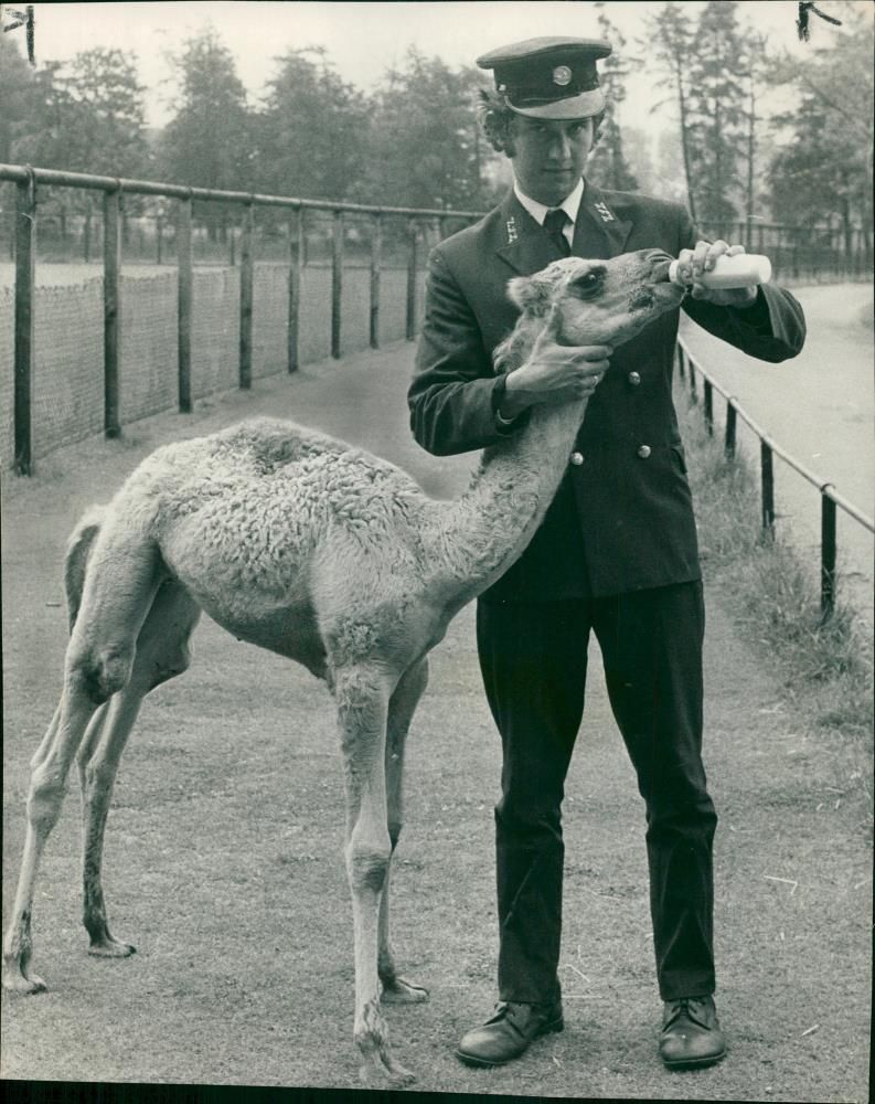 Animal Camel:Edward palmer. - Vintage Photograph