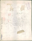 Animal Camel: - Vintage Photograph