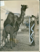Animal Camel: - Vintage Photograph