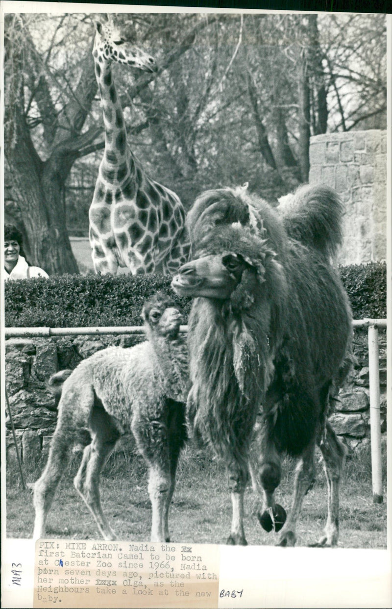 Animal Camel: - Vintage Photograph