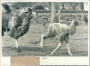 Animal Camel: - Vintage Photograph