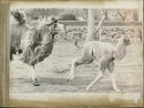 Animal Camel: - Vintage Photograph