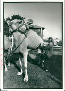Animal Camel:Sarah gamble milks suzie. - Vintage Photograph