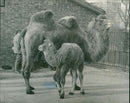 Animal Camel: - Vintage Photograph