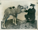 Animal Camel: - Vintage Photograph