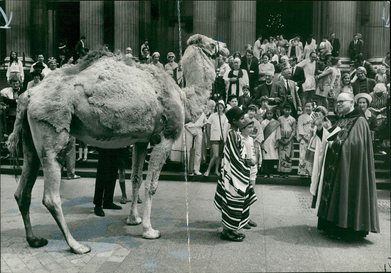 Animal Camel: - Vintage Photograph