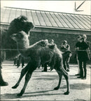 Animal Camel: - Vintage Photograph