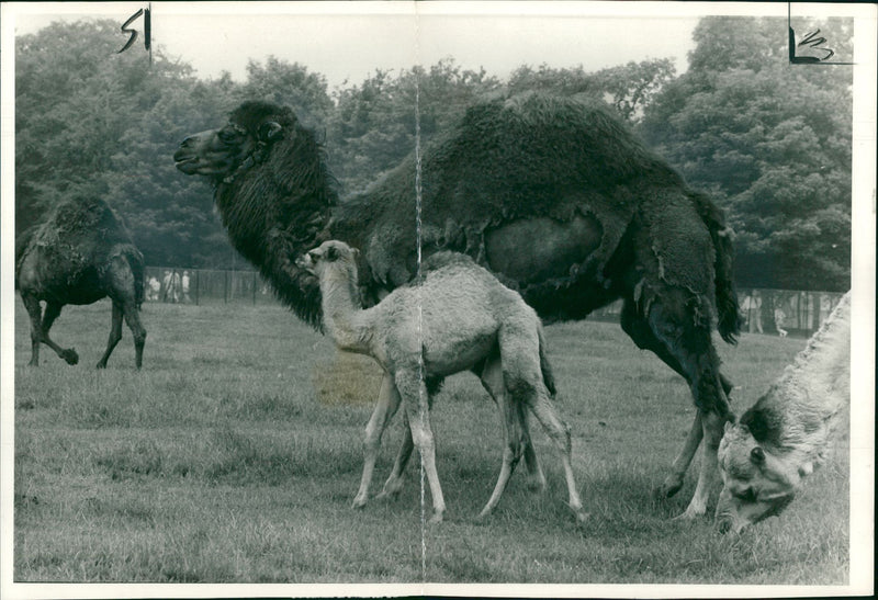 Animal Camel: - Vintage Photograph