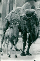 Animal Camel: - Vintage Photograph