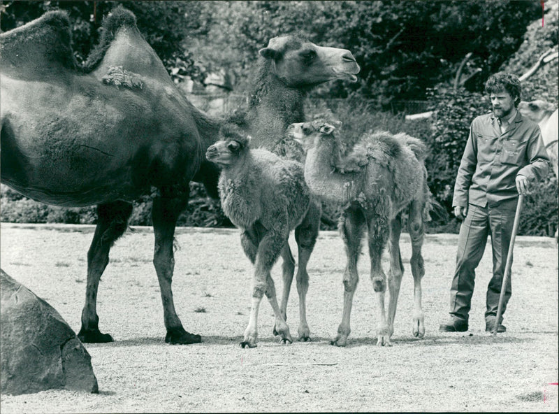 Animal Camel: - Vintage Photograph