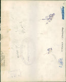 Animal Camel: - Vintage Photograph