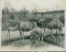 Animal Camel: - Vintage Photograph