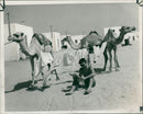 Animal Camel:Lac J Hazlewood. - Vintage Photograph