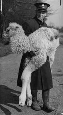 Animal Camel: - Vintage Photograph