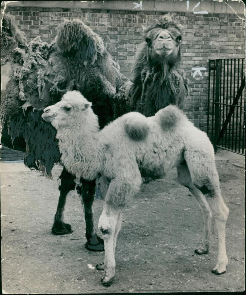 Animal Camel: - Vintage Photograph